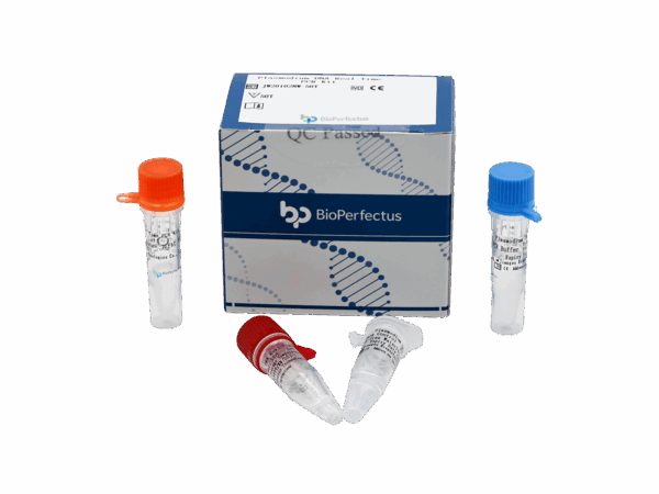 Kit de PCR de Plasmodium DNA em tempo real
