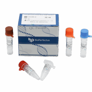 Vírus Amarelo Fever em Tempo Real PCR Kit