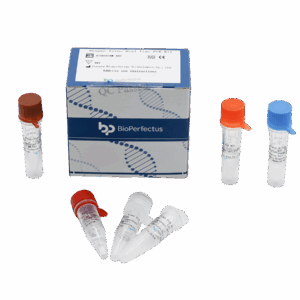 Vírus da Dengue em tempo real PCR Kit