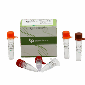 Painel de Vírus Respiratório (7) Kit de PCR em Tempo Real