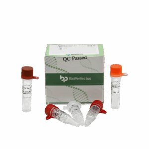 Kit de PCR de Mycoplasma Pneumoniae em tempo real