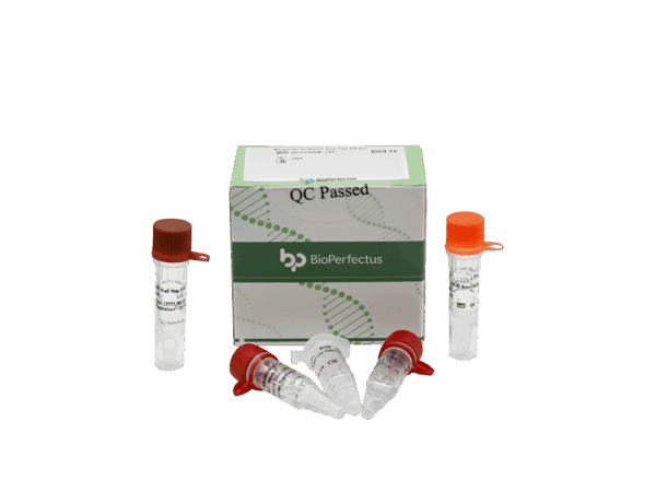 Kit de PCR de Mycoplasma Pneumoniae em tempo real