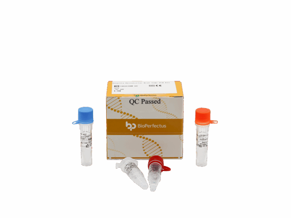 Kit de PCR de Shigella Dysenteriae em tempo real