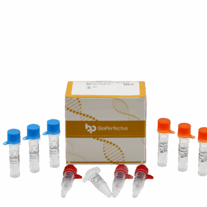 E. coli Pathotyping (5) Kit PCR em tempo real