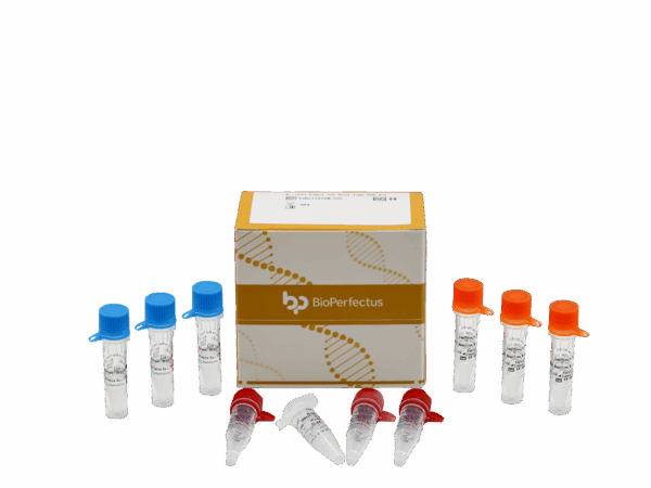 E. coli Pathotyping (5) Kit PCR em tempo real