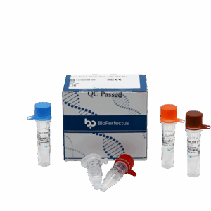 Jogo de Ross River Virus em tempo real PCR