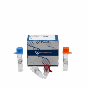 Leiishmania Real Time PCR Kit