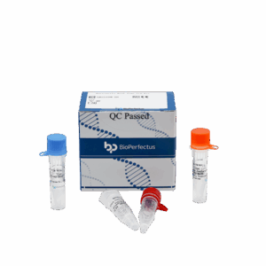 Kit de PCR em tempo real de Bartonella
