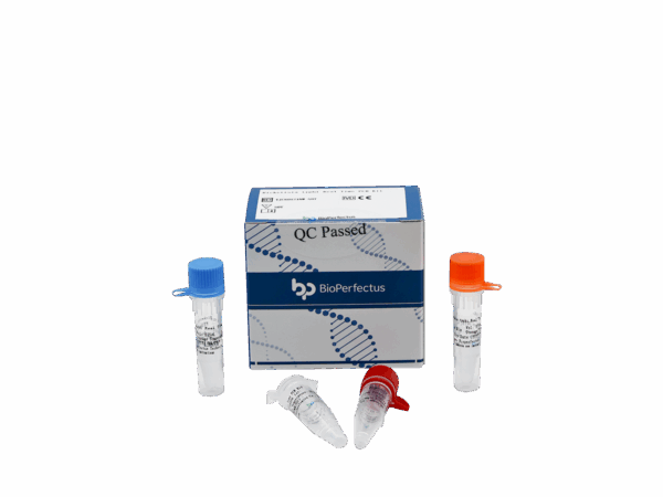 Rickettsia Typhi Real Time PCR Kit