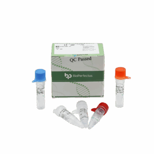 Influenza B Virus (Victoria & Yamagata) Kit de PCR em tempo real