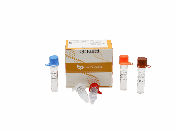 Kit de PCR do Rotavírus A/B/C em Tempo Real