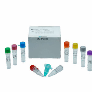 Kit de PCR de Hepatite B em tempo real (RUO)