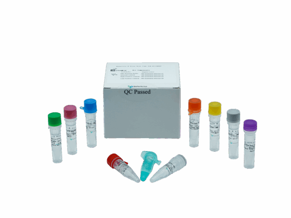 Kit de PCR de Hepatite B em tempo real (RUO)