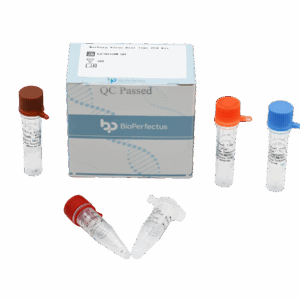 Jogo de Raiva Virus em Tempo Real PCR Kit