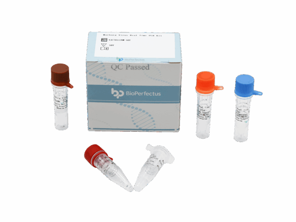 Jogo de Raiva Virus em Tempo Real PCR Kit
